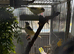 Canaries
