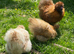 Silkie chickens, chicks and hatching eggs