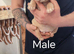 American Bully Pocket