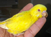 Baby available