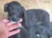 Whippets x Bedlington whippets