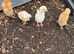 4 Chicks - Unsexed - pick up only WA95EU