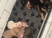 Chihuahua Kc registered vet checked and vaccinated