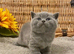 OUTSTANDING MARBLE BSH TEDDY BEAR BOY