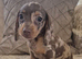 Last of the litter, miniature dachshund chocolate daple boy