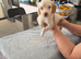 Cockapoo f1 pups  ready now