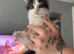 Beautiful Playful Kittens Looking For Forever Homes