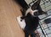 READY NOW 6 KITTENS!!