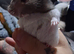 Baby hamsters