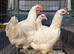Poulet de Bresse breeding Trio