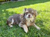 Female Russian long haired chihuahua