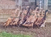 Trios Fawn Indian Runner Ducks
