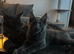 6t0 ovno Blue grey male maincoon 4m