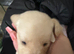 PUPPIES
