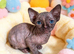STUNNING CANADIAN SPHYNX KITTENS