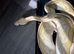 Burmese and ball pythons for sale