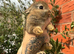 Ready now Netherland dwarf babies