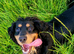 Cocker spaniel for sale