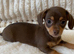 Gorgeous Chocolate Chiweenie Puppies - Ready Now
