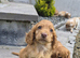 Cavalier king Charles X cocker spaniel pups