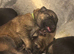 German shepherd pups