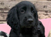 Cocker Spaniel puppies