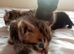 Gorgeous ORIENTAL BENGAL X ASIAN MAU KITTENS both parents can be seen