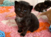 3 female mainecoon kittens