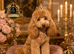 5-star licensed ESPONJOSO Exclusive Half Asian Toy Poodles DWKC registered