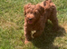 Labradoodles
