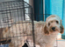 Female cockapoo f1