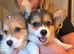 Cute corgi pups looking for forever homes