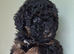 For Sale. Recently updated. Super small boy. 1 Small Boy Toy Poodle left absolutely gorgeous.