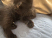 British Longhair kitten