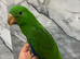 Baby Friendly HandReared Super Tame Cuddly Eclectus Parrot,30