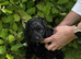 STUNNING SPROODLE PUPPIES (BOYS)