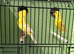 proven hens canary’s