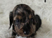KC REG PRA CLEAR LH MINI DACHSHUNDS