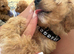 F1b cockapoo 3 girls