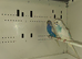 Breeding pair budgies