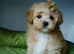 Exceptional F1 Maltipoo puppies