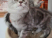 Pedigree Silver classic Active boy