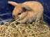 Two Gorgeous Mini Lop Babies