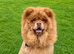 Beautiful 9 month old chocolate sable chow chow