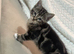 6 lovely kittens ready for rehoming :)