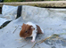 3 baby sows