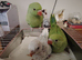 Hand reared baby Ringnecks