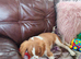 Cavalier King Charles (Males only)