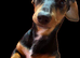 Woody miniature dachshund