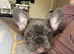 Female frenchie